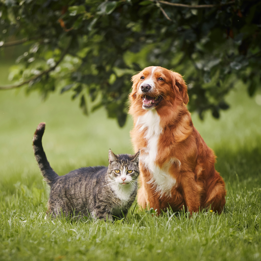 How to Choose the Perfect Pet Accessories